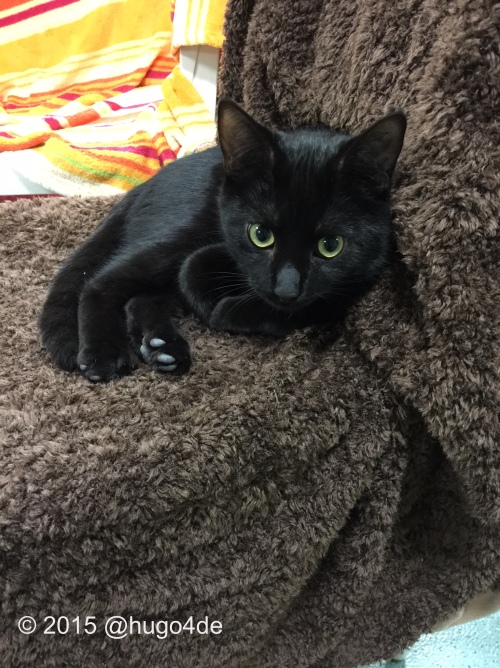 black shelter cat needs forever home too
